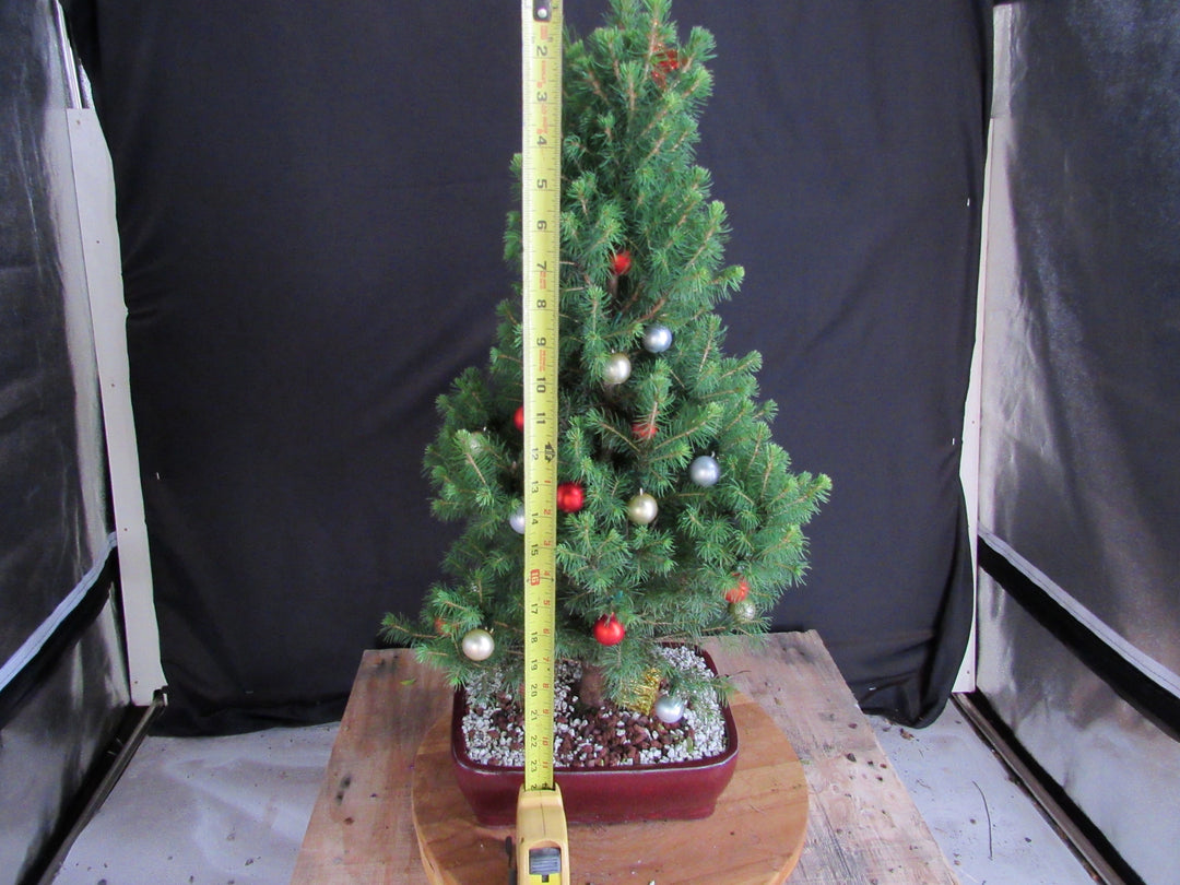 16 Year Old Dwarf Alberta Spruce Specimen Bonsai Christmas Tree - Size
