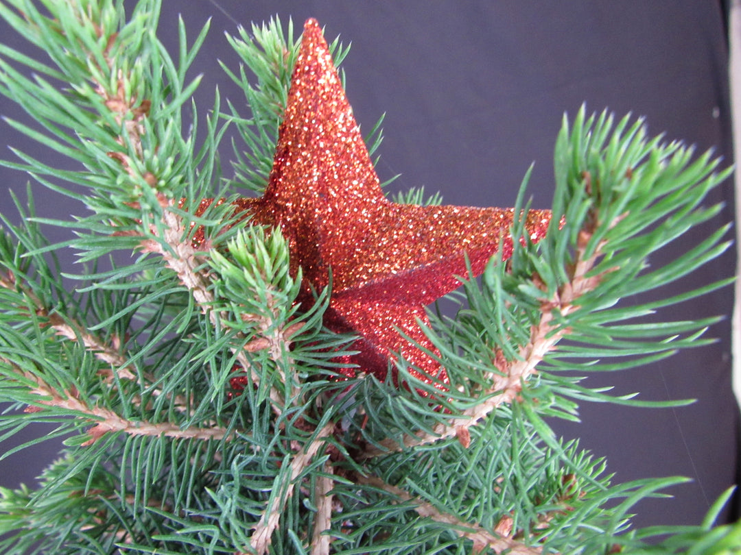 16 Year Old Dwarf Alberta Spruce Specimen Bonsai Christmas Tree - Star