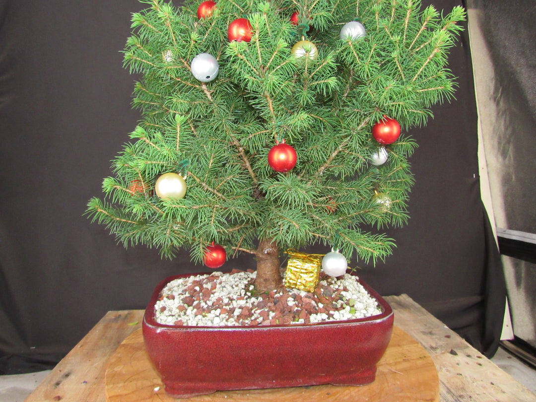 16 Year Old Dwarf Alberta Spruce Specimen Bonsai Christmas Tree - Trunk