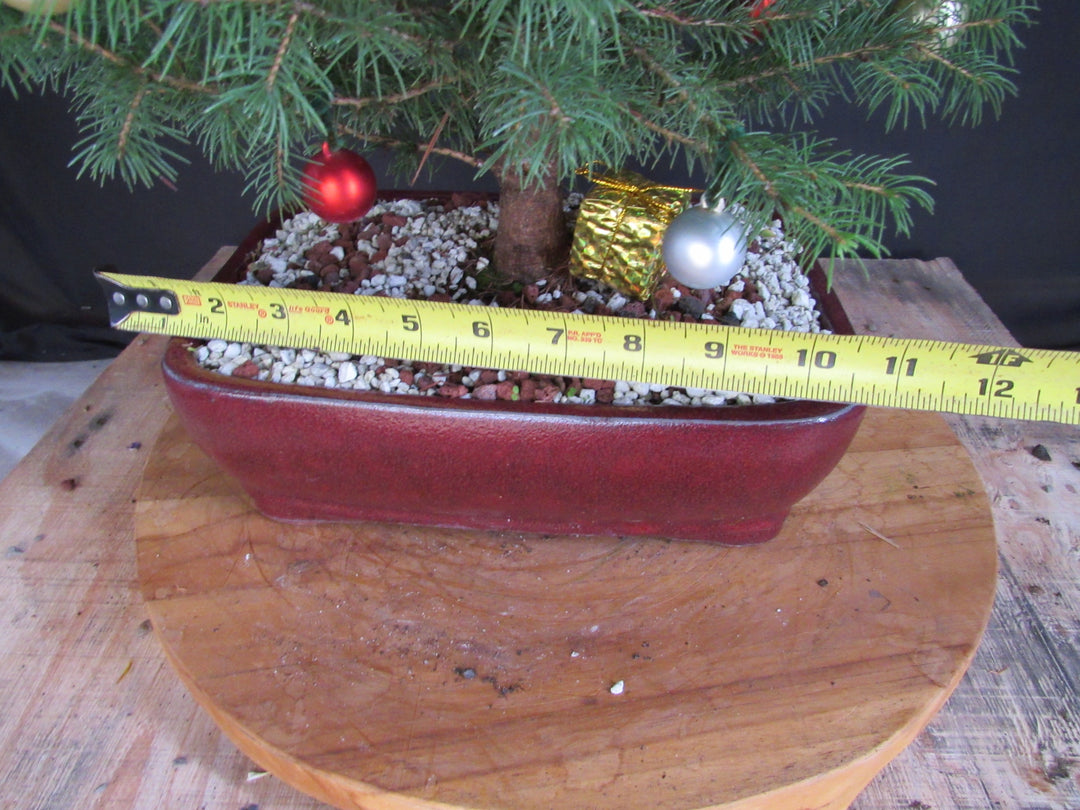 16 Year Old Dwarf Alberta Spruce Specimen Bonsai Christmas Tree - Width