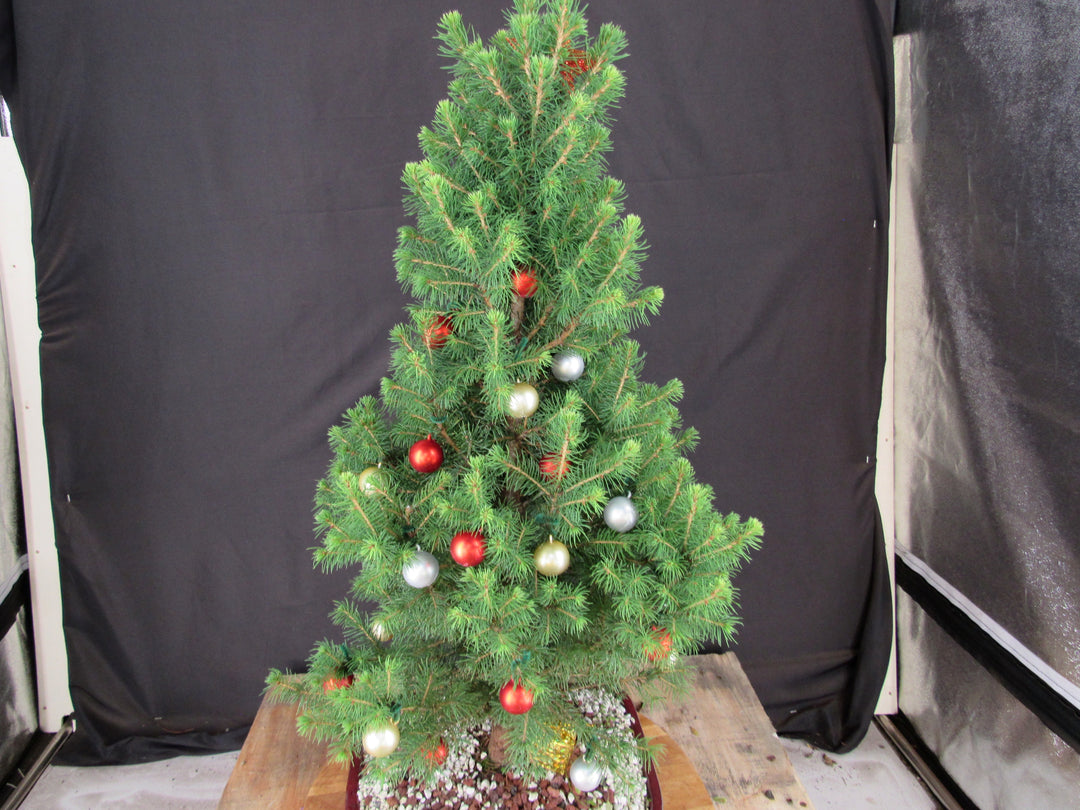16 Year Old Dwarf Alberta Spruce Specimen Bonsai Christmas Tree