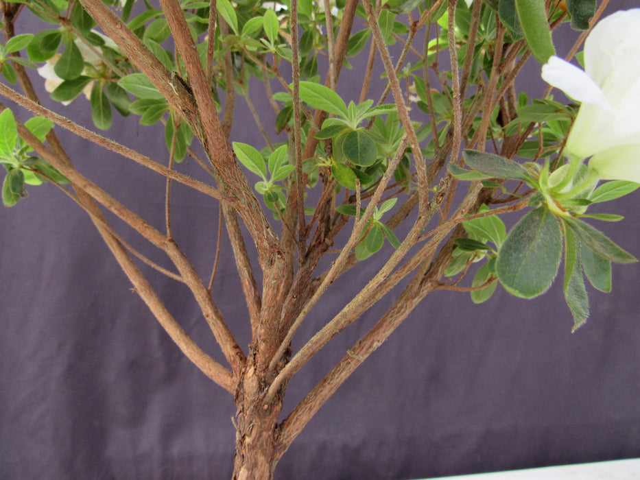 19 Year Old White Azalea Specimen Bonsai Tree Branches