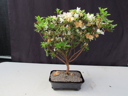 azalea outdoor bonsai tree 19 Year Old White Azalea Specimen Bonsai Tree