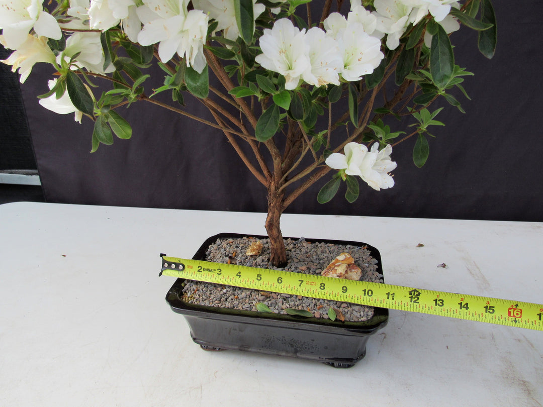 19 Year Old White Azalea Specimen Bonsai Tree Size