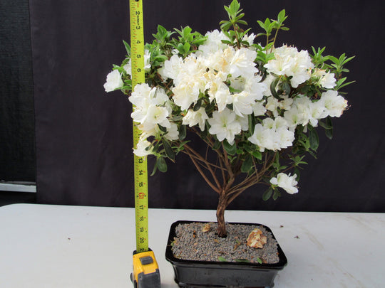 bonsai tree white 19 Year Old White Azalea Specimen Bonsai Tree