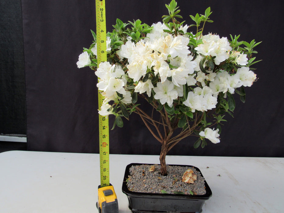 19 Year Old White Azalea Specimen Bonsai Tree Height