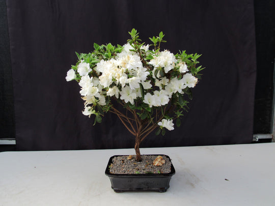 19 Year Old White Azalea Specimen Bonsai Tree
