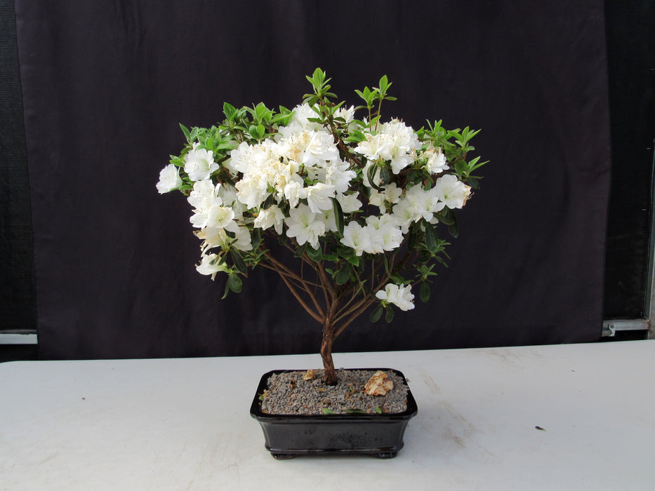 19 Year Old White Azalea Specimen Bonsai Tree Profile