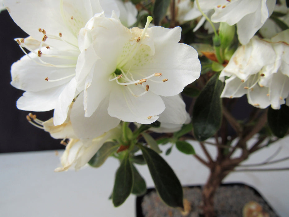 19 Year Old White Azalea Specimen Bonsai Tree Flower