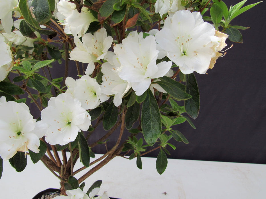 19 Year Old White Azalea Specimen Bonsai Tree Foliage