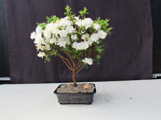 bonsai tree 1800flowers 19 Year Old White Azalea Specimen Bonsai Tree