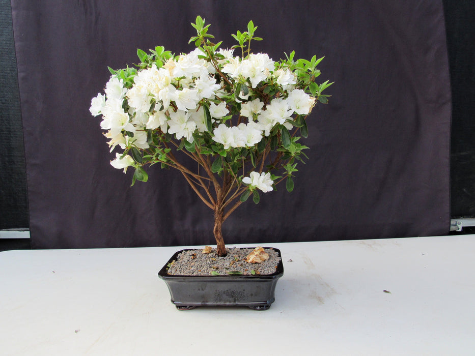 19 Year Old White Azalea Specimen Bonsai Tree Side