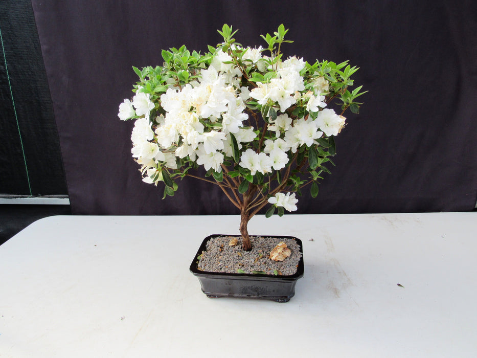 19 Year Old White Azalea Specimen Bonsai Tree Topside