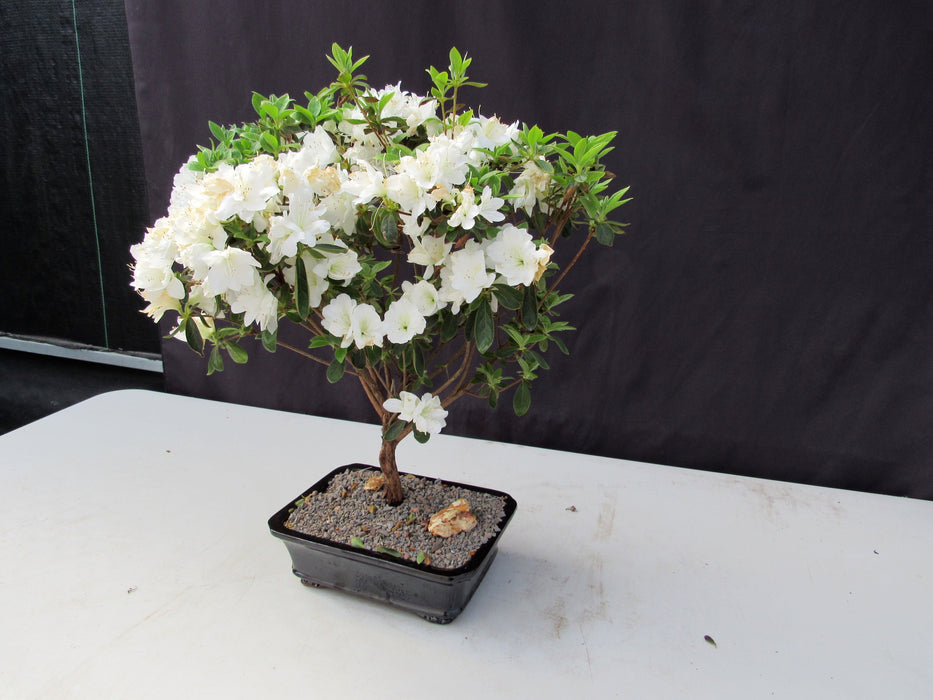 19 Year Old White Azalea Specimen Bonsai Tree Soft Side