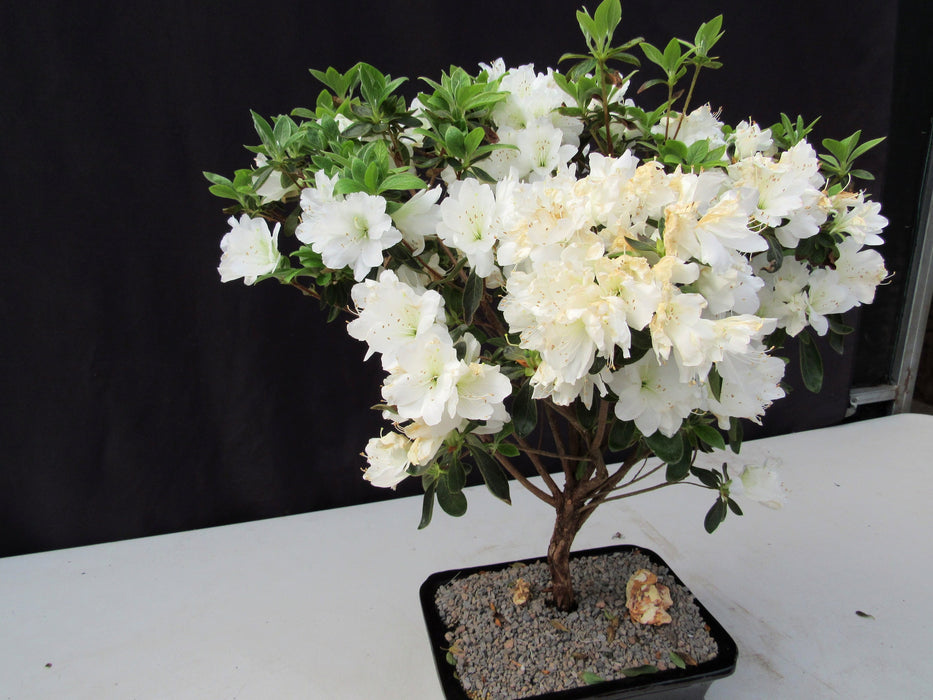 19 Year Old White Azalea Specimen Bonsai Tree Stronger Side