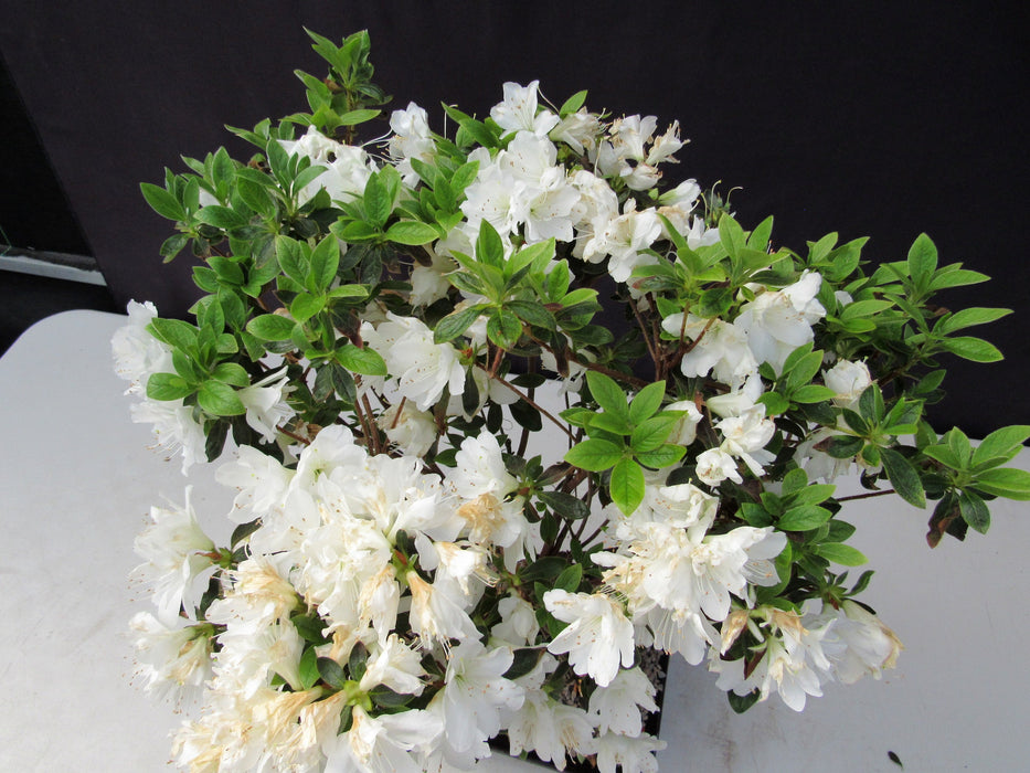 19 Year Old White Azalea Specimen Bonsai Tree Canopy