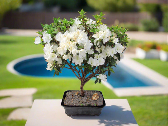 bonsai tree small white flowers 19 Year Old White Azalea Specimen Bonsai Tree