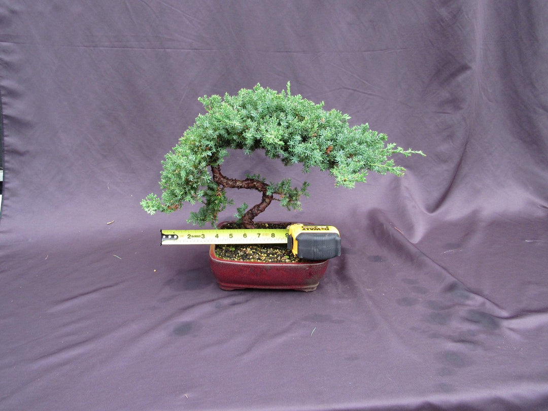 20 Year Old Juniper "S" Specimen Bonsai Tree Size