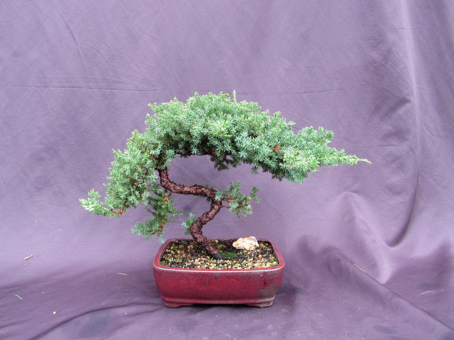 20 Year Old Juniper "S" Specimen Bonsai Tree Profile