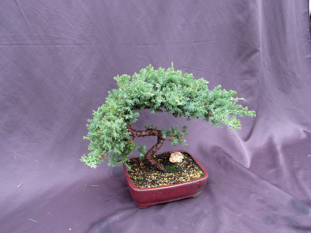 20 Year Old Juniper "S" Specimen Bonsai Tree Side