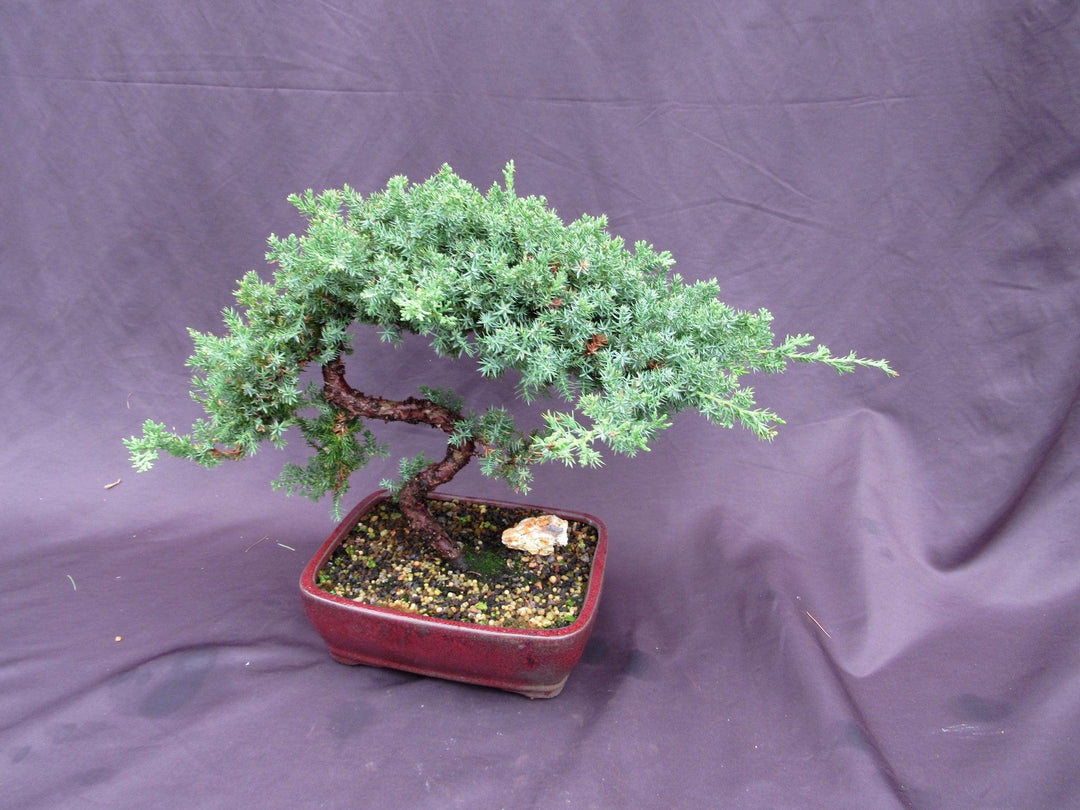 20 Year Old Juniper "S" Specimen Bonsai Tree Soft Side