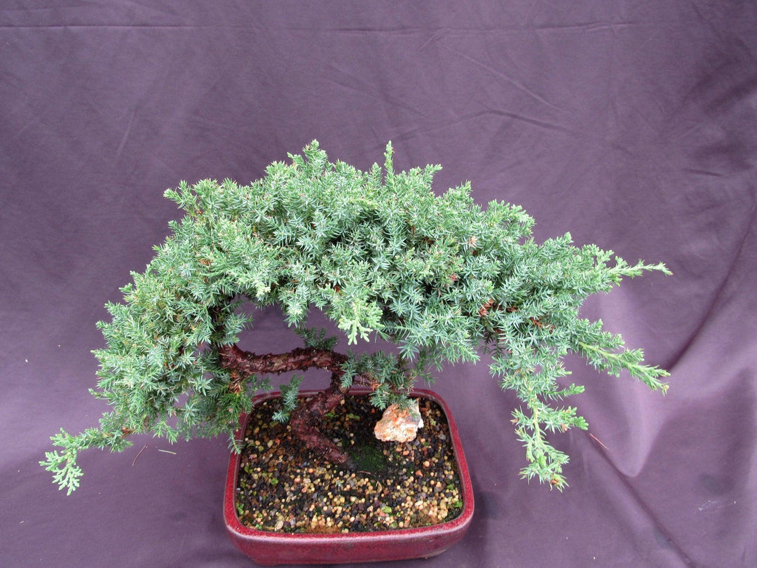 20 Year Old Juniper "S" Specimen Bonsai Tree Canopy