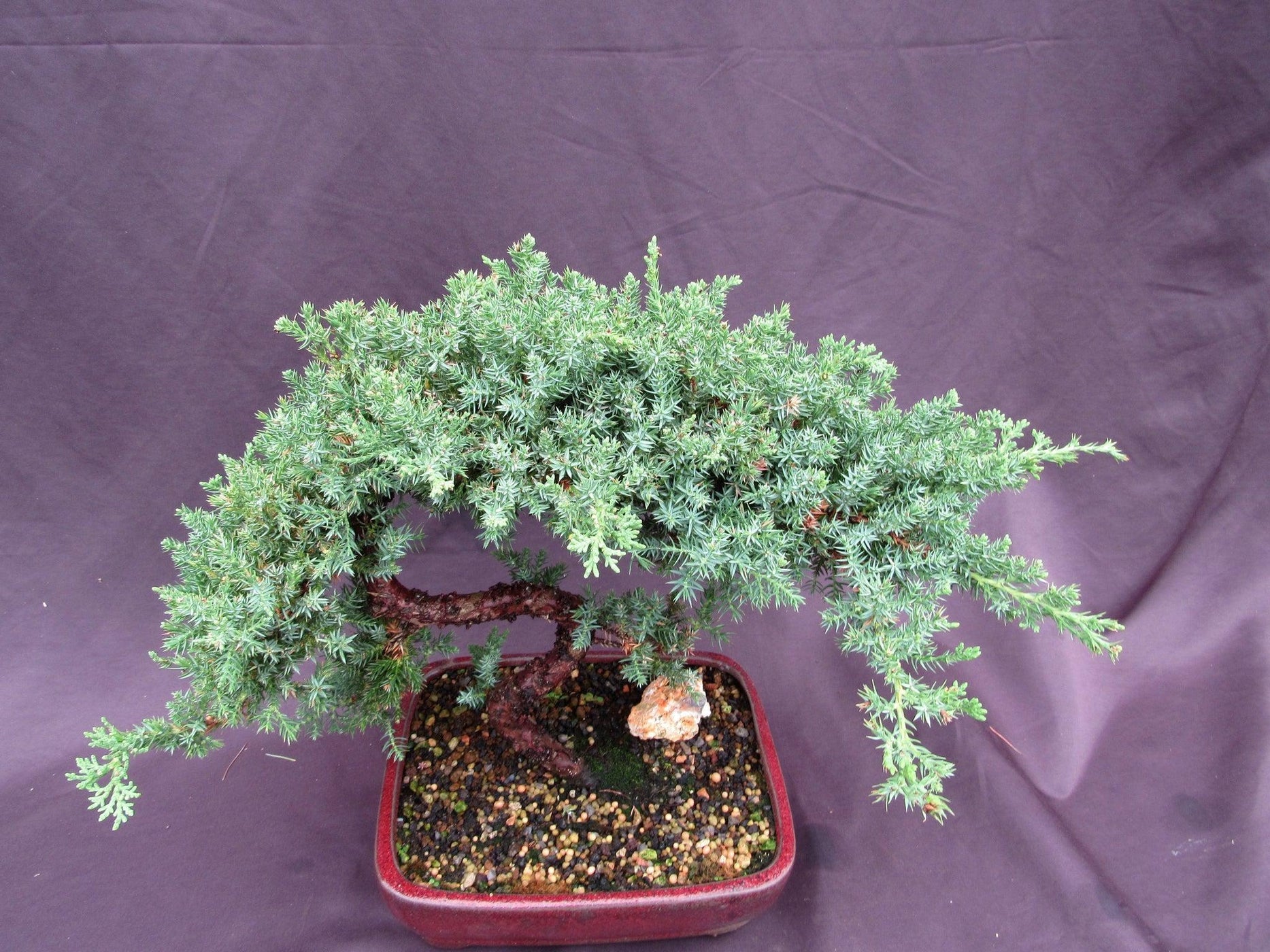 20 Year Old Juniper 