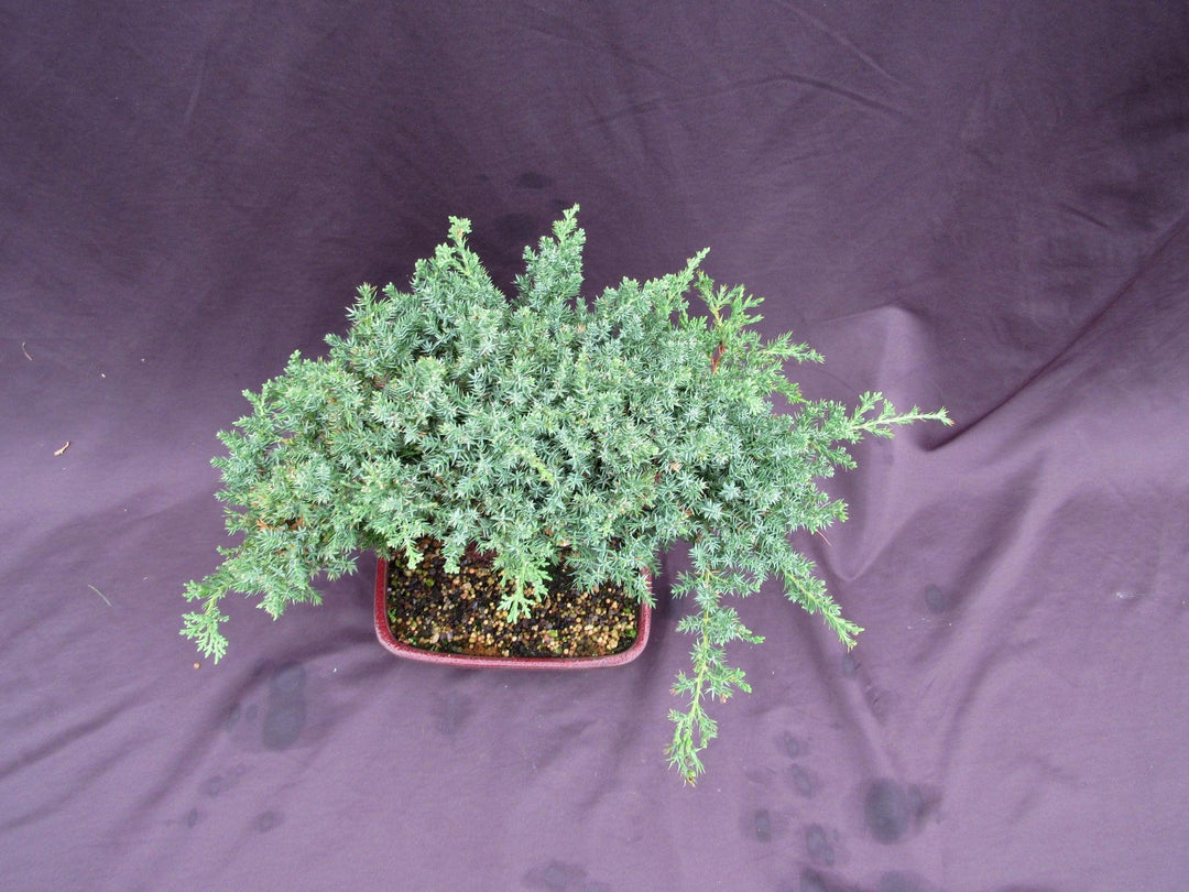 20 Year Old Juniper "S" Specimen Bonsai Tree Birds Eye