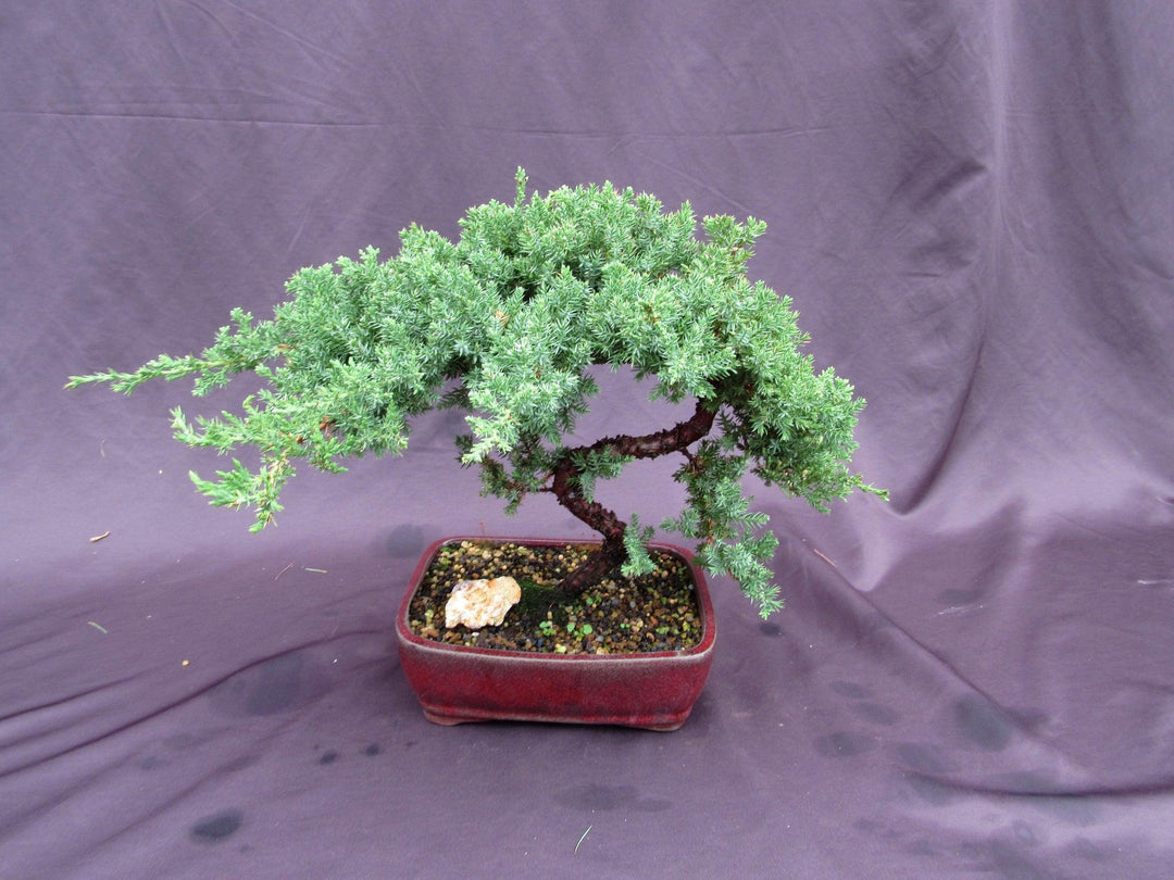 20 Year Old Juniper "S" Specimen Bonsai Tree Back