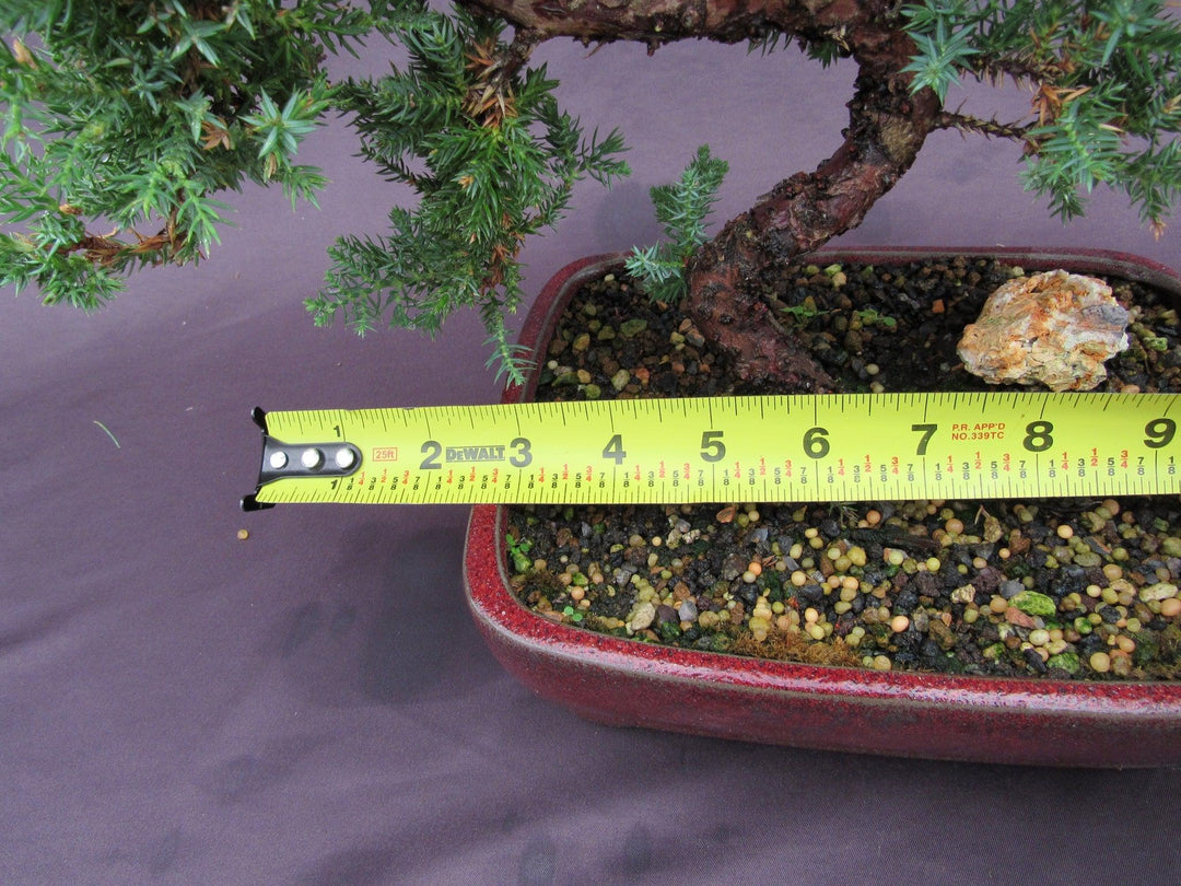20 Year Old Juniper "S" Specimen Bonsai Tree Width