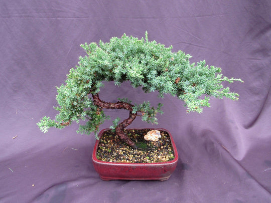 20 Year Old Juniper 