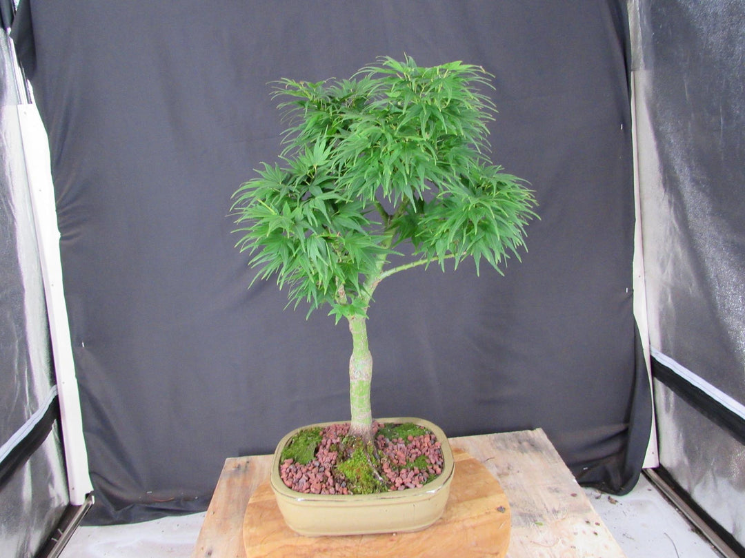 20 Year Old Mikawa Yatsubusa Japanese Maple Specimen Bonsai Tree - Back