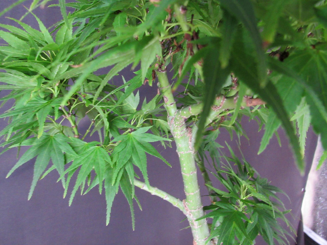 20 Year Old Mikawa Yatsubusa Japanese Maple Specimen Bonsai Tree - Branches