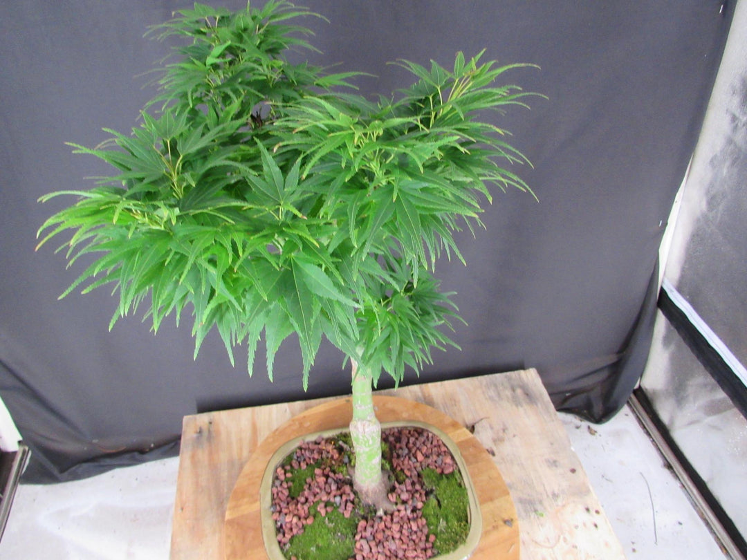 20 Year Old Mikawa Yatsubusa Japanese Maple Specimen Bonsai Tree - Foliage