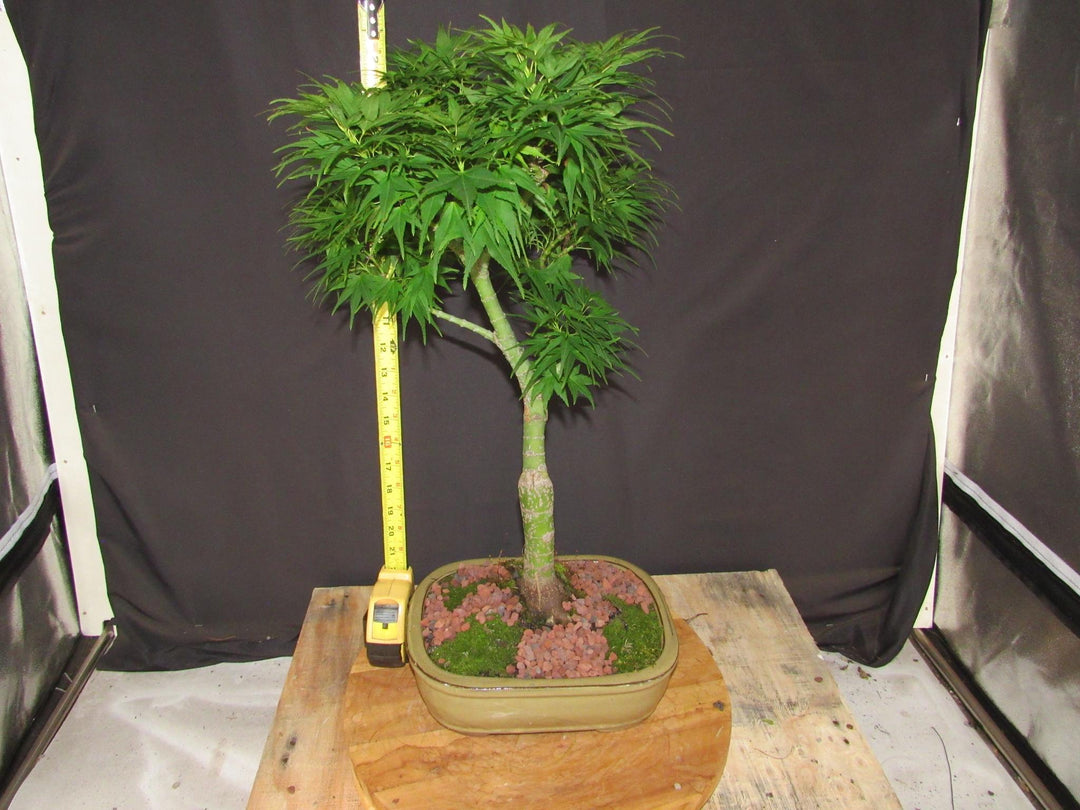 20 Year Old Mikawa Yatsubusa Japanese Maple Specimen Bonsai Tree - Height