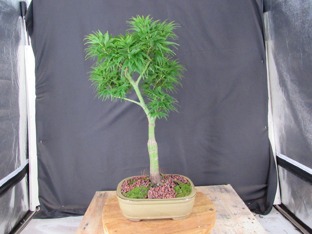 20 Year Old Mikawa Yatsubusa Japanese Maple Specimen Bonsai Tree - Profile