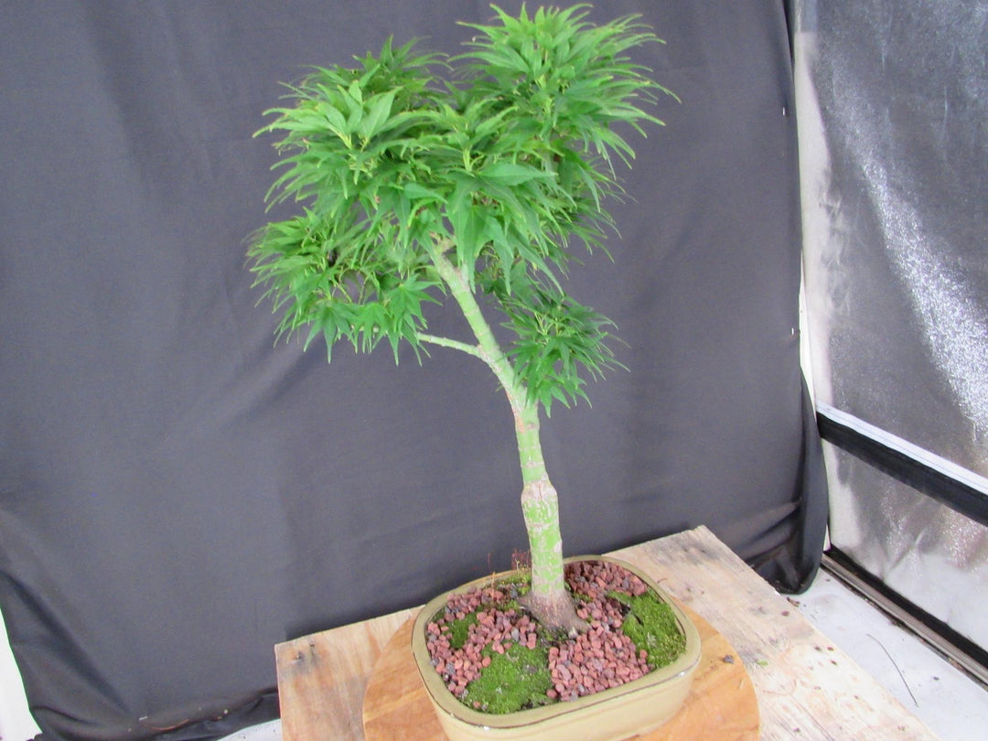 20 Year Old Mikawa Yatsubusa Japanese Maple Specimen Bonsai Tree - Side