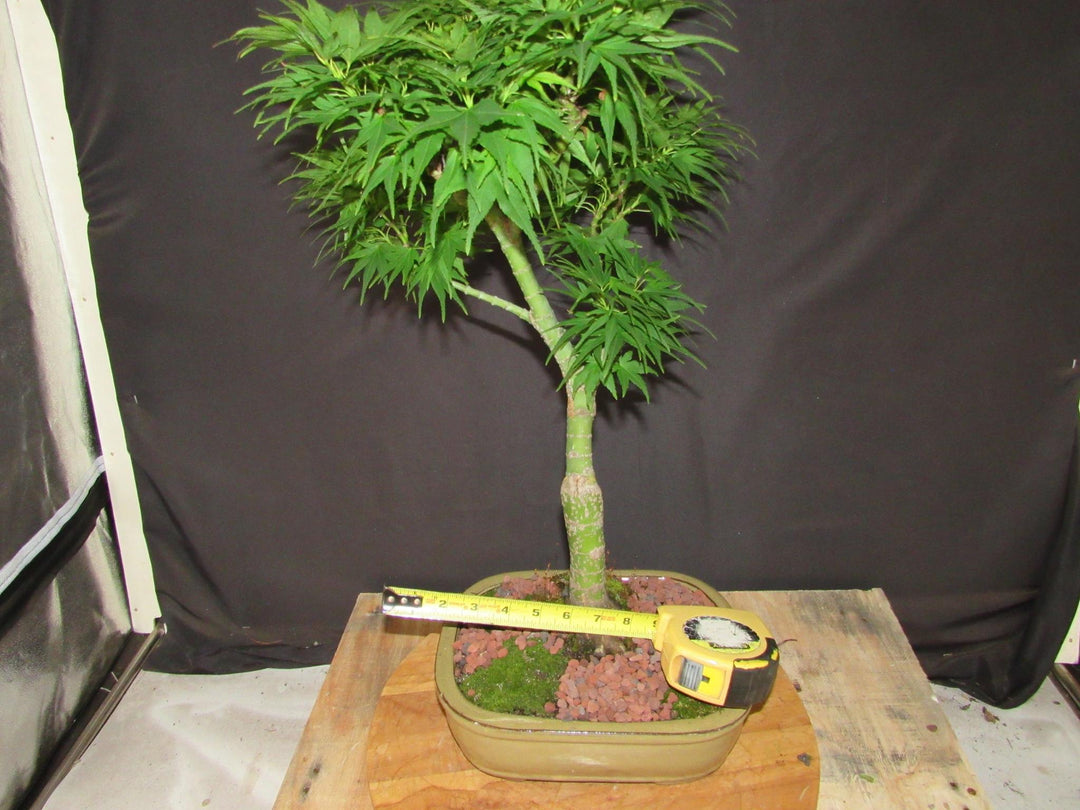 20 Year Old Mikawa Yatsubusa Japanese Maple Specimen Bonsai Tree - Size
