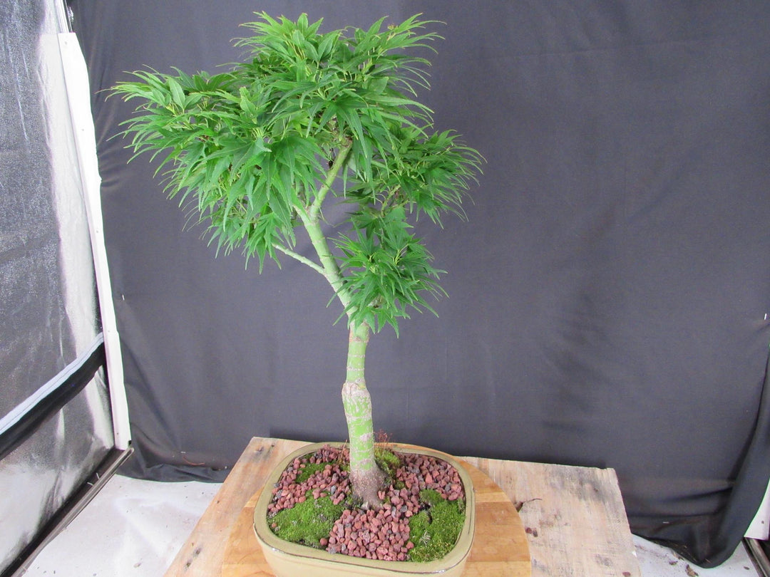 20 Year Old Mikawa Yatsubusa Japanese Maple Specimen Bonsai Tree - Soft Side