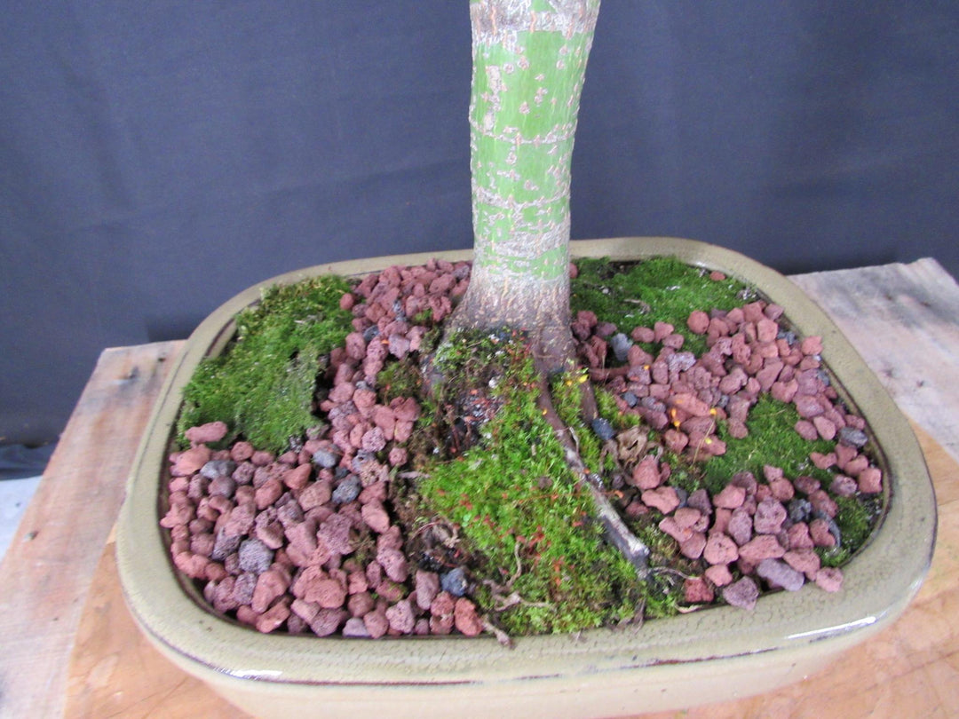 20 Year Old Mikawa Yatsubusa Japanese Maple Specimen Bonsai Tree - Trunk