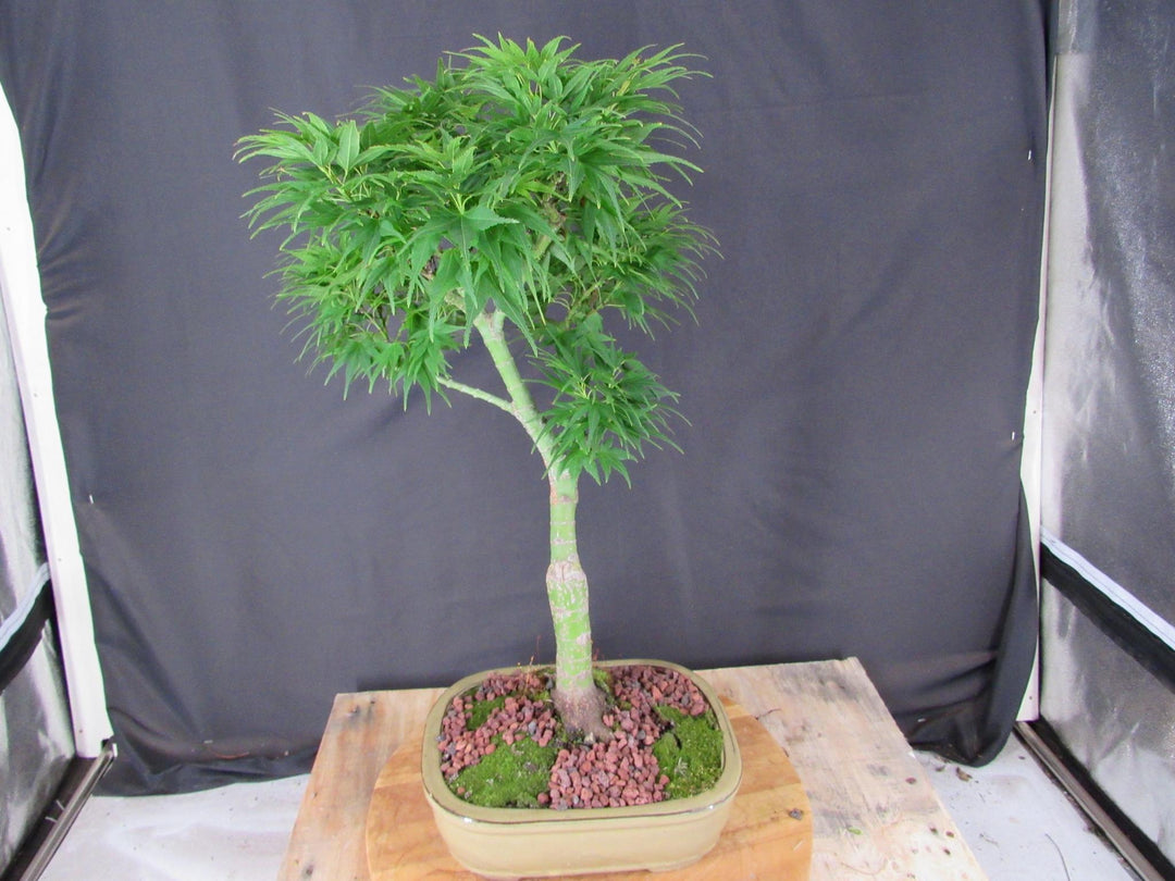 20 Year Old Mikawa Yatsubusa Japanese Maple Specimen Bonsai Tree