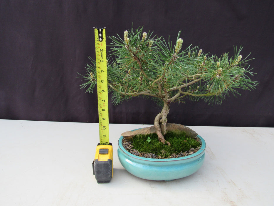 23 Year Old Mugo Pine Root Over Rock Specimen Bonsai Tree Height