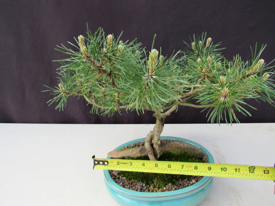 23 Year Old Mugo Pine Root Over Rock Specimen Bonsai Tree Size