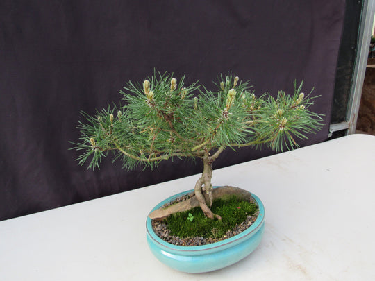23 Year Old Mugo Pine Root Over Rock Specimen Bonsai Tree