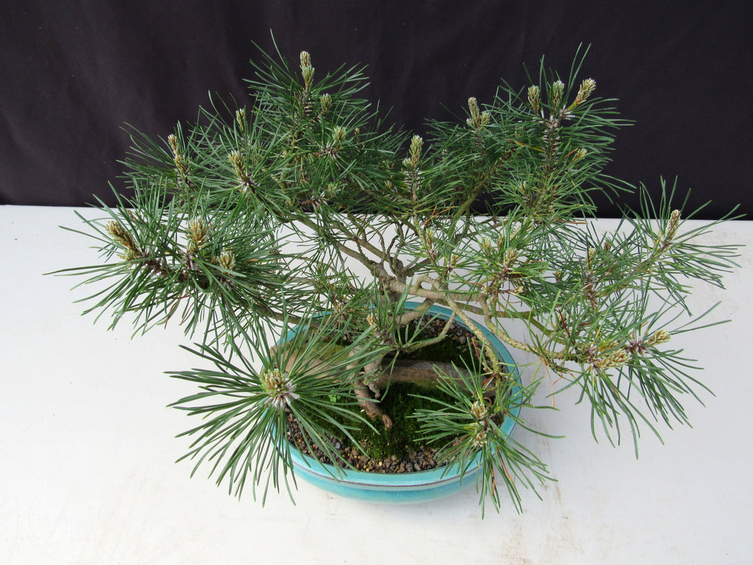 23 Year Old Mugo Pine Root Over Rock Specimen Bonsai Tree Canopy