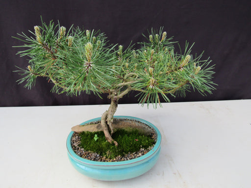 23 Year Old Mugo Pine Root Over Rock Specimen Bonsai Tree