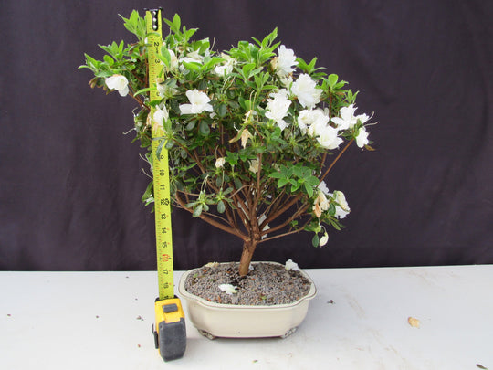 23 Year Old White Azalea Specimen Bonsai Tree