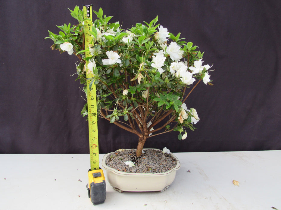 23 Year Old White Azalea Specimen Bonsai Tree Height