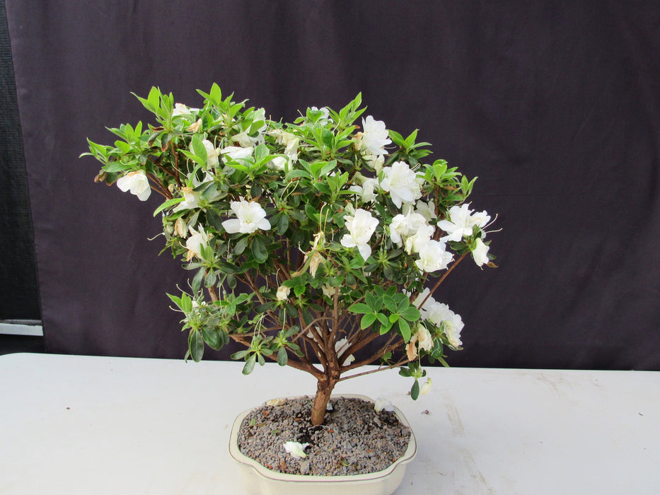 23 Year Old White Azalea Specimen Bonsai Tree