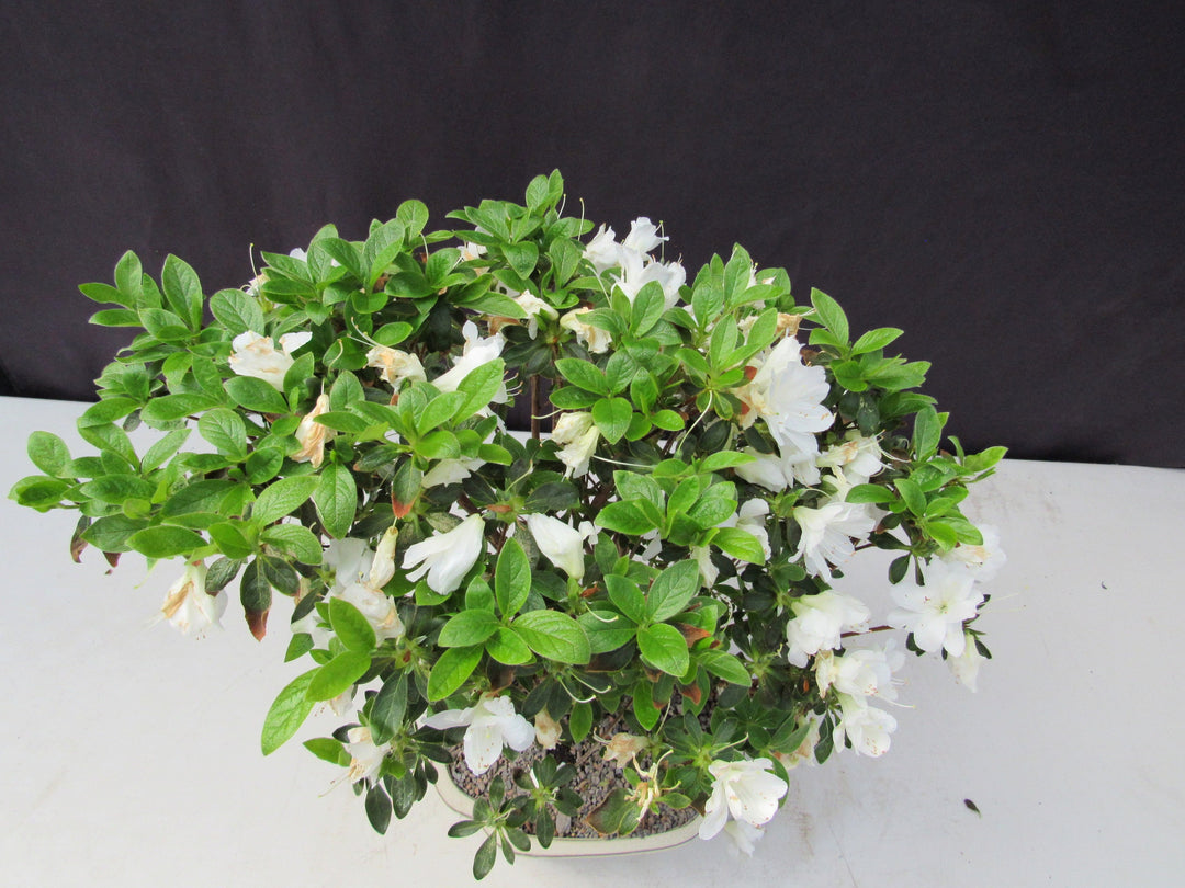 23 Year Old White Azalea Specimen Bonsai Tree Crown